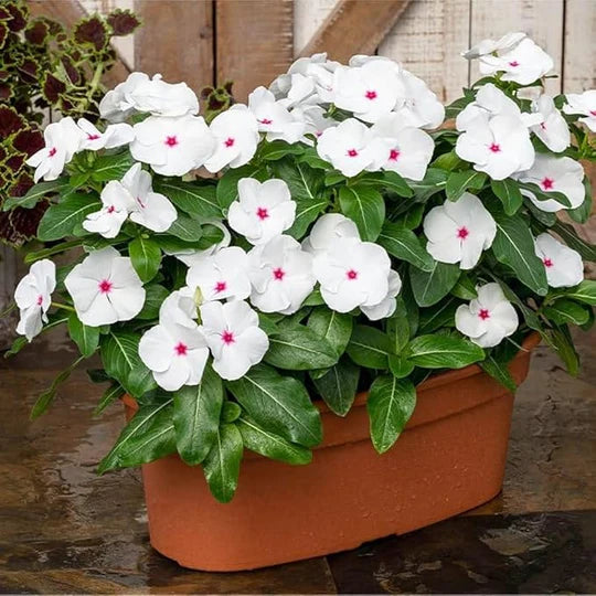 White Cora Cascade Flower Seeds for Planting – Heirloom, Non-GMO, High Germination Organic Garden Seeds