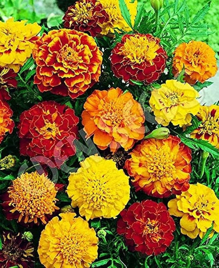 Mixed Colour Marigold Flower Seeds for Planting – Heirloom, Non-GMO, Organic Garden Seeds, High Germination