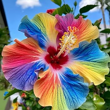 hawaiian flower seeds Multi-Colored Hibiscus Flower Seeds for Planting