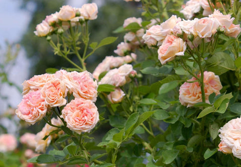 Flower Seeds, Seeds,Seeds For Planting,Plant Seeds