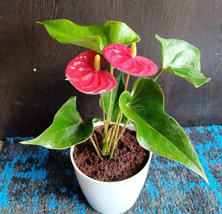 Deep Red Anthurium Flower Seeds for Planting | Heirloom Non-GMO High Germination Organic Garden Seeds