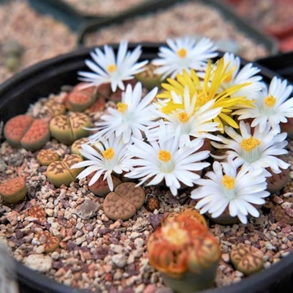 Lithops Succulent Flower Seeds for Planting – Sun Loving, Heirloom & Non-GMO Organic Garden Seeds