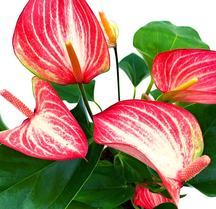Multi-Colour Anthurium Flower Seeds for Planting – Heirloom, Non-GMO, Low-Maintenance High Germination Garden Seeds