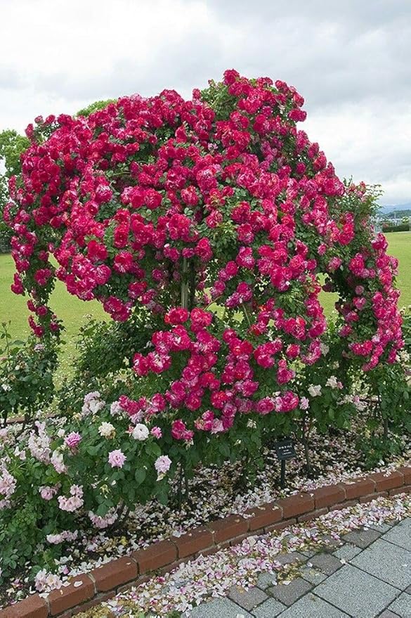 Dark Pink Climbing Rose Flower Seeds for Planting – Sun Loving Heirloom Non-GMO High Germination Organic Garden Seeds