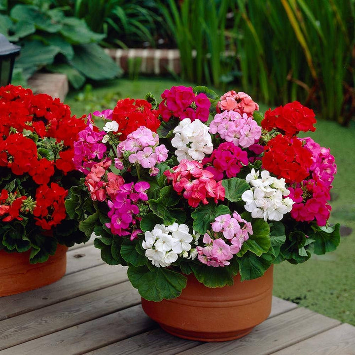 Geranium Flower Seeds for Planting Mixed Color – Bright Blooms, Heirloom, Non-GMO, High Germination Organic Garden Seeds