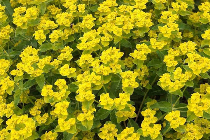 Flower Seeds, Seeds,Seeds For Planting,Plant Seeds