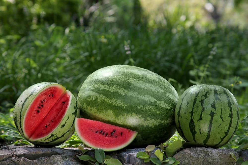 Green Watermelon Seeds for Planting – Heirloom Non-GMO Juicy Summer Fruit Seeds with High Germination for Organic Gardens