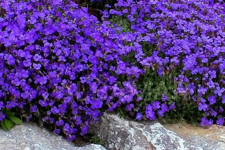 Violet Aubrieta Flower Seeds for Planting - Heirloom, Non-GMO, High Germination Garden Seeds