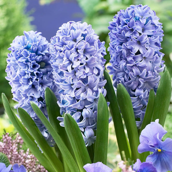 Flower Seeds, Seeds,Seeds For Planting,Plant Seeds
