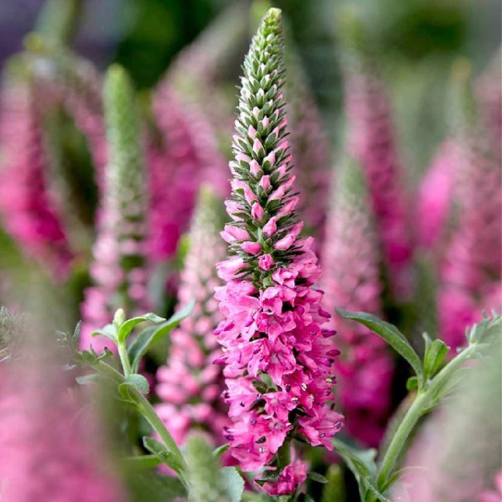 Pink Veronica Flower Seeds for Planting – Heirloom, Non-GMO, Organic G –  Earthechoseeds