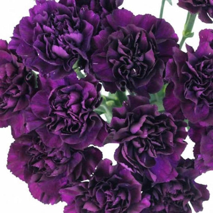 Flower Seeds, Seeds,Seeds For Planting,Plant Seeds