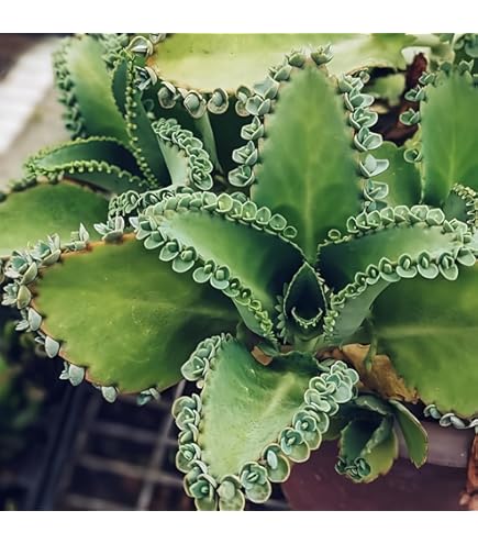 Green Kalanchoe Plant Seeds for Planting – Heirloom & Non-GMO Succulent Seeds for Indoor Pots & Gardens