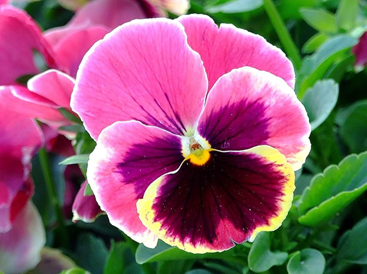 Pink Yellow Pansy Flower Seeds for Planting | Heirloom Non-GMO High Germination Seeds