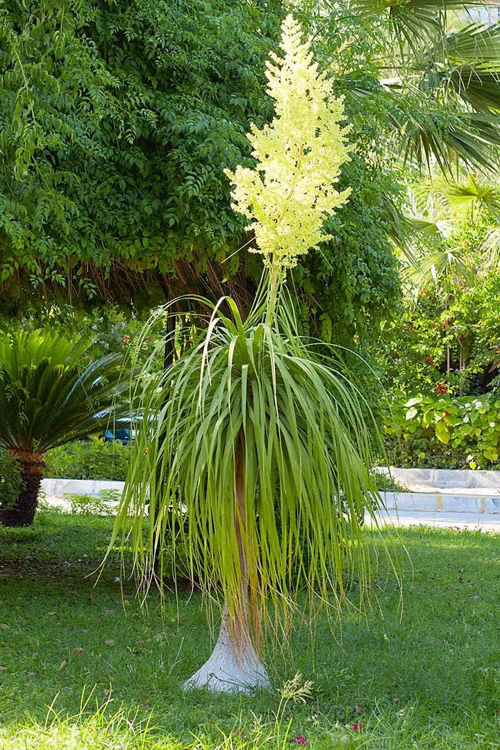 Yellow Beaucarnea Recurvata Flower Seeds for Planting – Heirloom, Non-GMO, High Germination Garden Seeds
