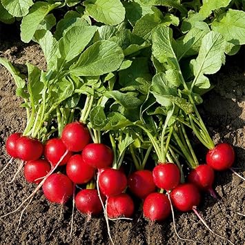 Vegetable Seeds,Garden seeds, Seeds For Planting,Plant Seeds
