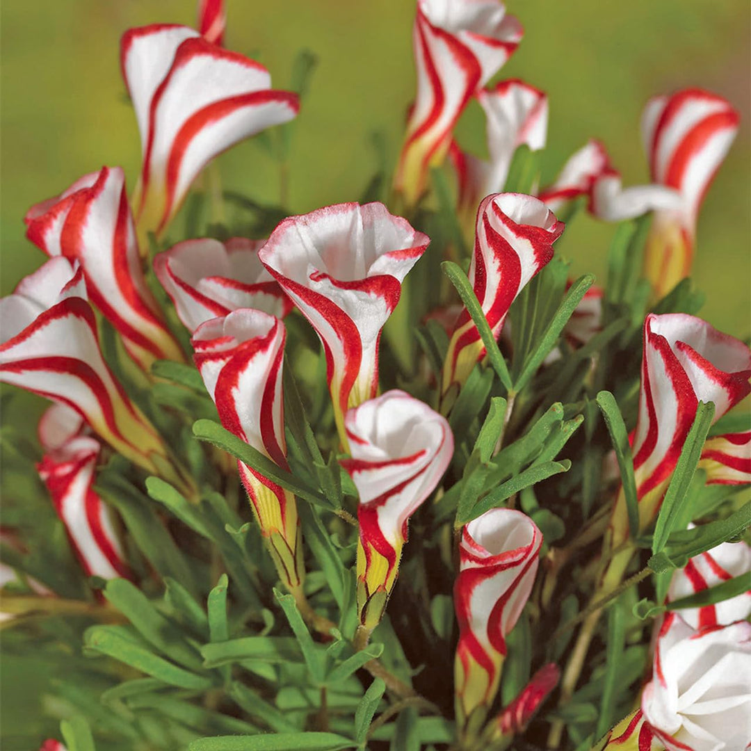 Oxalis White Red Flower Seeds for Planting – Heirloom, Non-GMO, High Germination Organic Garden Seeds