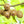 Actinidia Polygama seeds for planting - Heirloom & Non-GMO hardy kiwi fruit garden seeds