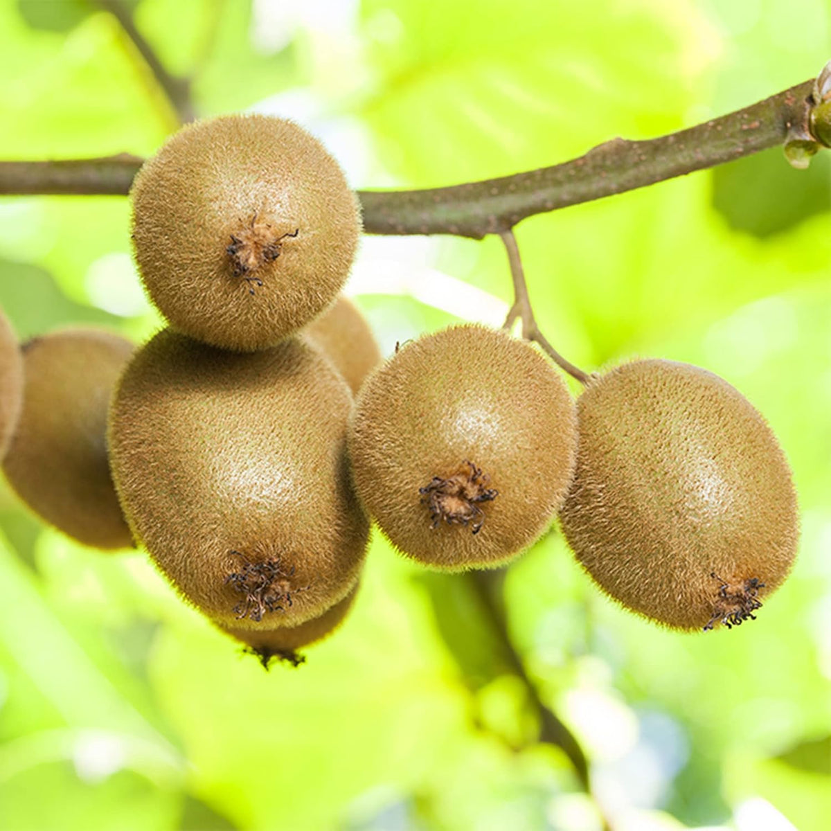 Actinidia Polygama seeds for planting - Heirloom & Non-GMO hardy kiwi fruit garden seeds