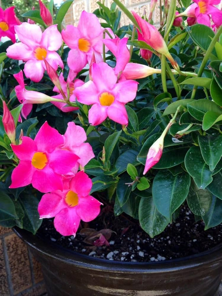 Pink Mandevilla Flower Seeds for Planting - Heirloom, Non-GMO, Easy to Grow Organic Garden Seeds