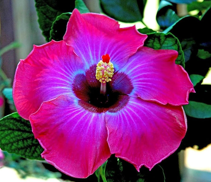 Maroon Hibiscus Flower Seeds – Heirloom, Non-GMO, High Germination Organic Garden Seeds for Planting