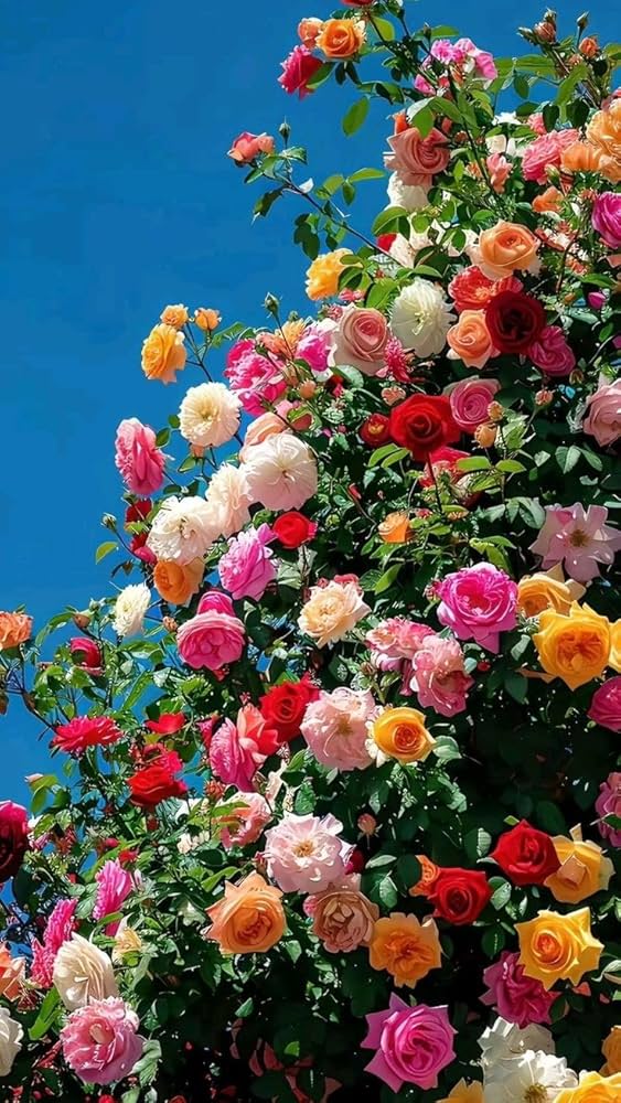 Mixed Colour Rose Balcony Flower Seeds for Planting – Heirloom, Non-GMO, Seasonal Bloomer, High Germination