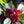 Arbutus Bayberry fruit seeds for planting - Heirloom & Non-GMO garden seeds for orange shrub fruits