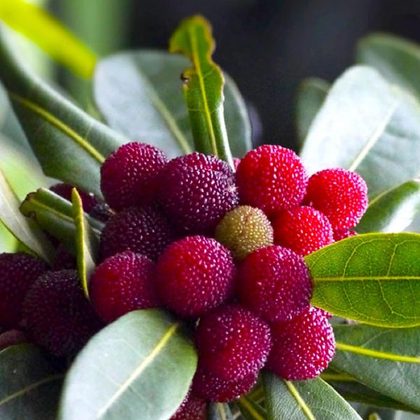 Arbutus Bayberry fruit seeds for planting - Heirloom & Non-GMO garden seeds for orange shrub fruits