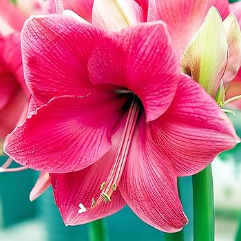 Pink Amaryllis Barbados Flower Seeds for Planting – Heirloom, Non-GMO, Drought Tolerant, High Germination