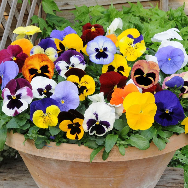Flower Seeds, Seeds,Seeds For Planting,Plant Seeds