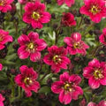 Pink Saxifraga Flower Seeds – Heirloom, Non-GMO, Colorful Display