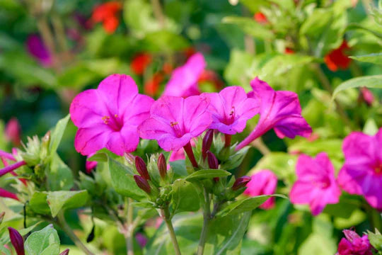 Mirabilis Jalapa Flower Seeds for Planting – Heirloom, Non-GMO, High Germination Garden Seeds