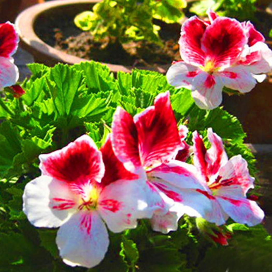 Flower Seeds, Seeds,Seeds For Planting,Plant Seeds