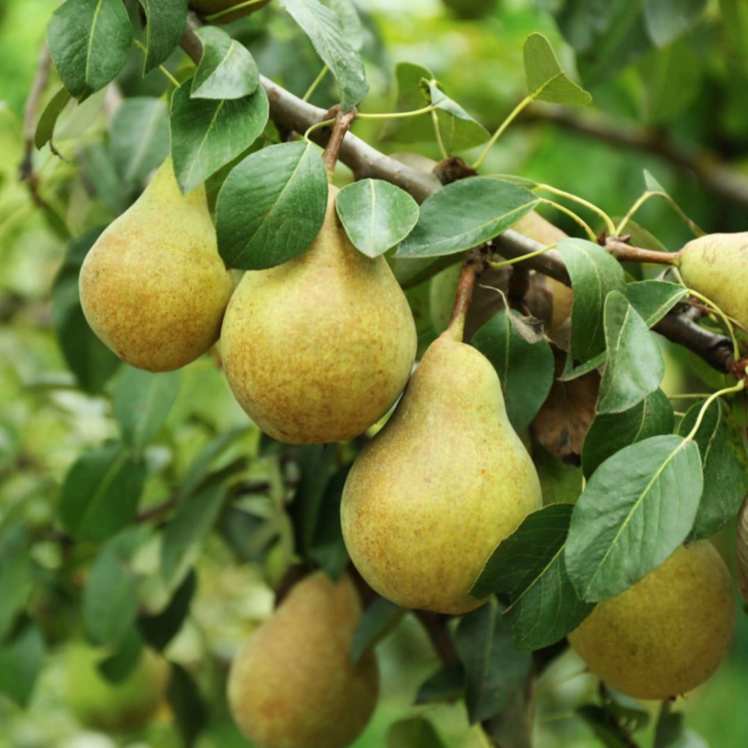 Sand Pear Fruit Seeds – Heirloom, Non-GMO Seeds for Sweet Juicy Orchard Planting