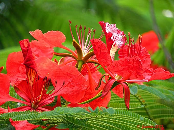 Red Jacaranda Flower Seeds for Planting – Heirloom, Non-GMO, High Germination Organic Garden Seeds