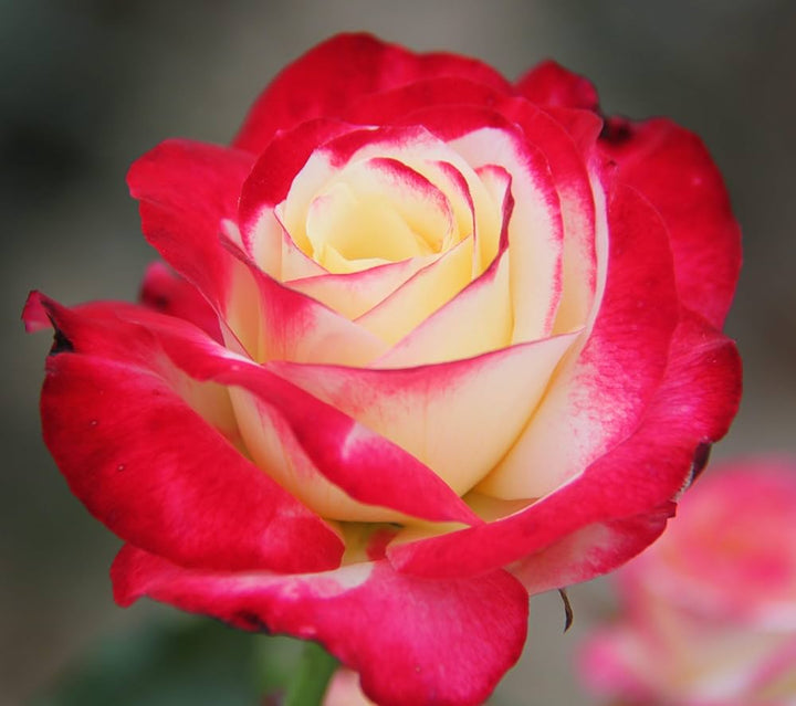 Double Delight Rose Flower Seeds for Planting – Heirloom, Non-GMO, High Germination