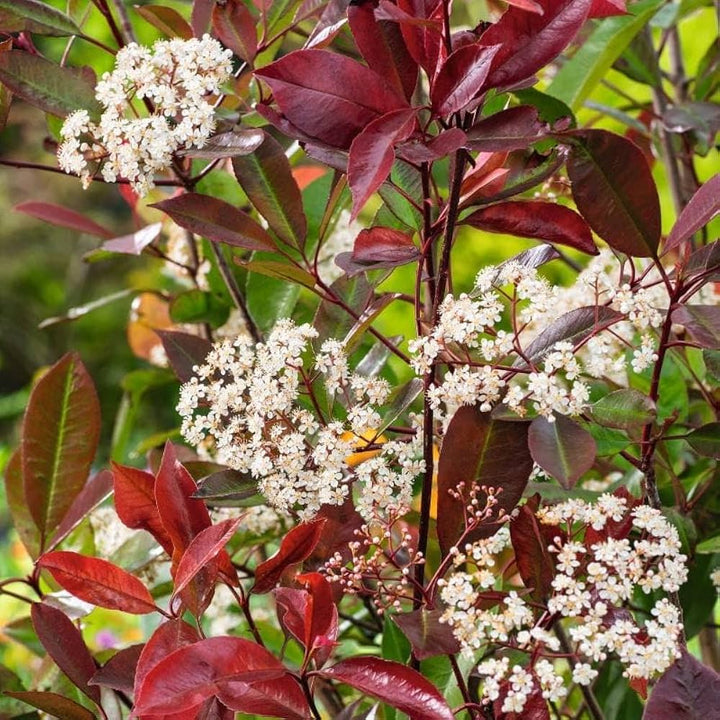 Photinia Flower Seeds for Planting – Heirloom, Non-GMO, Pollinator Friendly, High Germination Garden Seeds