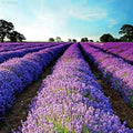 Purple Lavandula Angustifolia Lavender Herb Seeds for Planting – Heirloom, Non-GMO, Organic Garden Seeds with High Germination