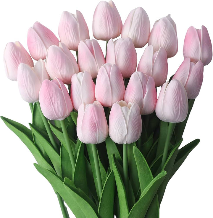 Pale Pink Tulip Flower Seeds for Planting – Heirloom, Non-GMO, Garden Favorite, High Germination