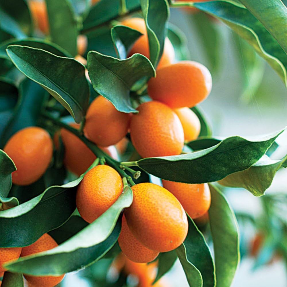 Fruit Seeds,Garden seeds, Seeds For Planting,Plant Seeds