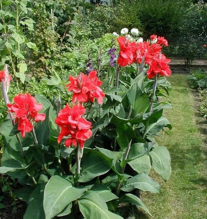 Canna Flower Seeds for Planting – Vibrant Tropical Blooms for Garden & Landscape