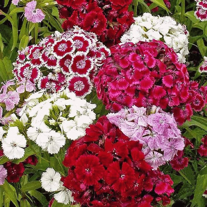 Dianthus Barbatus Flower Seeds for Planting | Heirloom Non-GMO High Germination Garden Seeds