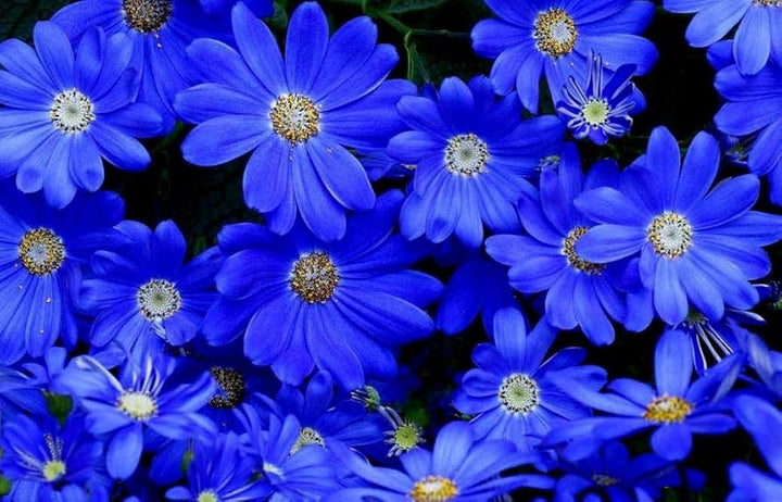 Blue Hepatica Flower Seeds for Planting – Pollinator Friendly, Heirloom, Non-GMO, High Germination