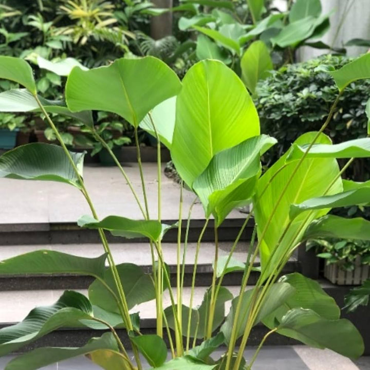 Green Calathea Flower Seeds for Planting – Heirloom Non-GMO, High Germination Organic Garden Seeds