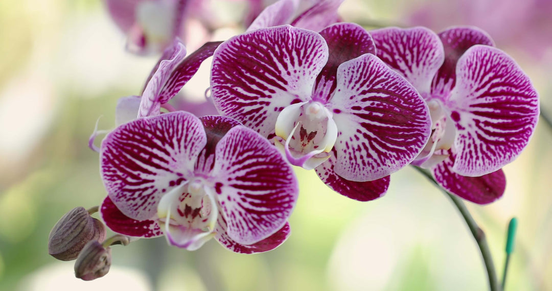 Orchid Flower Seeds for Planting – Heirloom, Non-GMO, Easy to Grow, High Germination Organic Garden Seeds