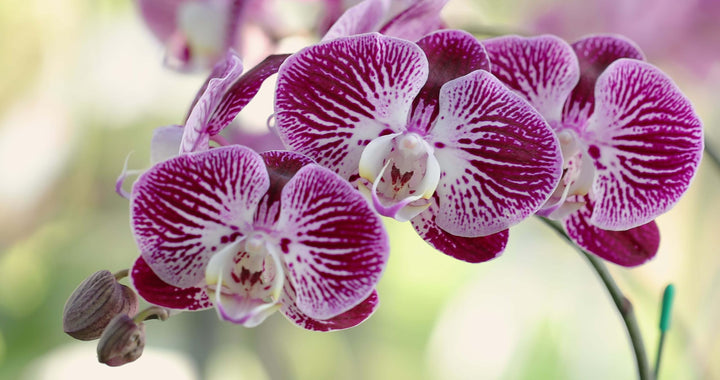 Orchid Flower Seeds for Planting – Heirloom, Non-GMO, Easy to Grow, High Germination Organic Garden Seeds