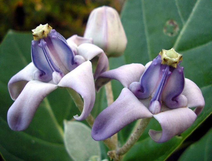 Flower Seeds, Seeds,Seeds For Planting,Plant Seeds