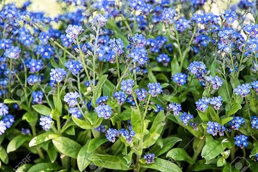 Myosotis Flower Seeds for Planting – Seasonal Bloomer Heirloom Non-GMO High Germination Organic Garden Seeds