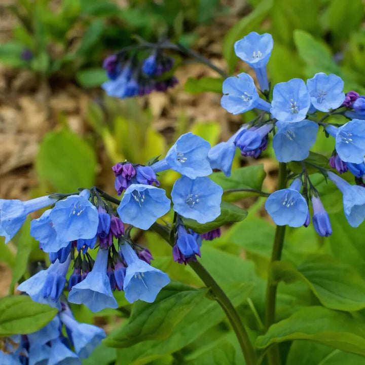 Mertensia Flower Seeds for Planting – Heirloom Non-GMO, High Germination Organic Garden Seeds
