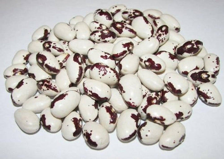Orca Bean Plant Seeds for Planting – Heirloom & Non-GMO, High Germination Organic Seeds for Protein-Rich Home Garden Crops