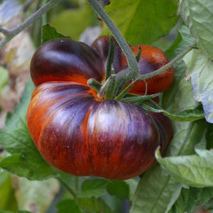 Vegetable Seeds,Garden seeds, Seeds For Planting,Plant Seeds